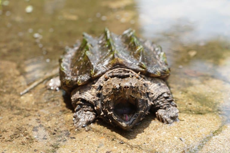 Alligator Snapping Turtle edge of water