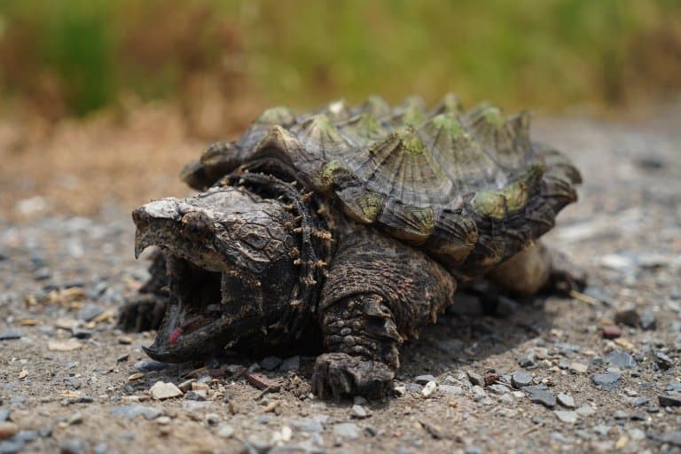 cute baby snapping turtle