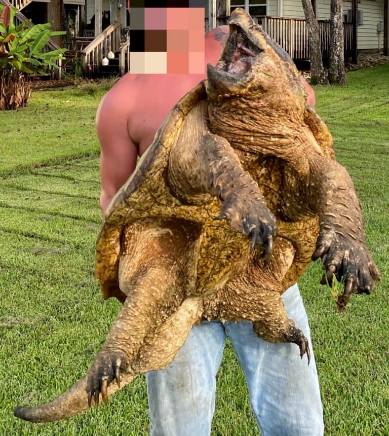 Alligator Snapping Turtle picked up