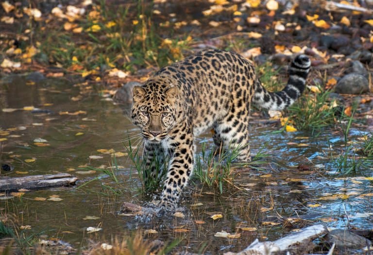 Amur Leopard in a stream
