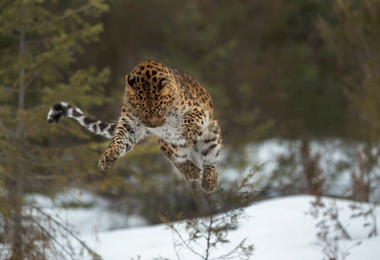 Amur Leopard jumping
