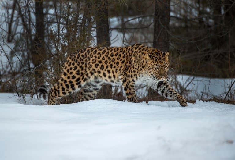 Amur Leopard in snow