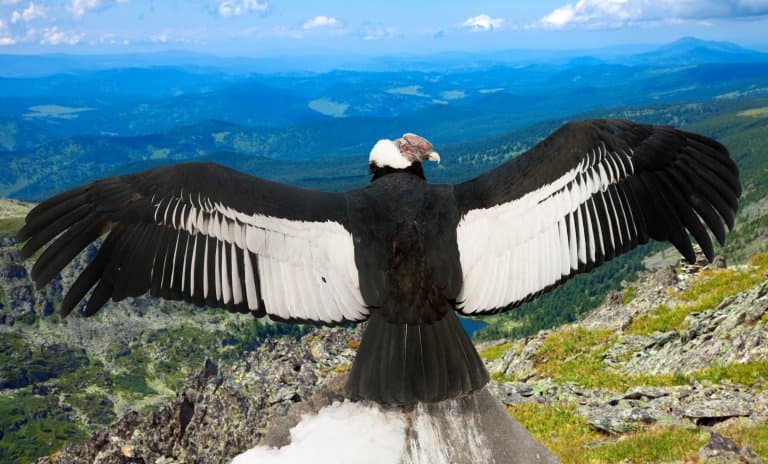The Largest Flying Birds in The World By Wingspan