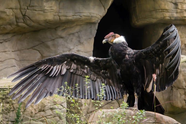 world biggest flying bird