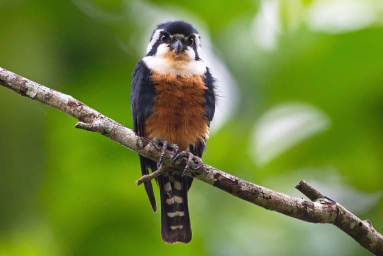 Black-thighed falconet, the smallest raptor