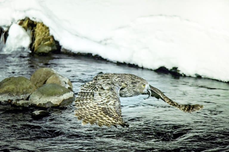 Blakiston’s Eagle Owl