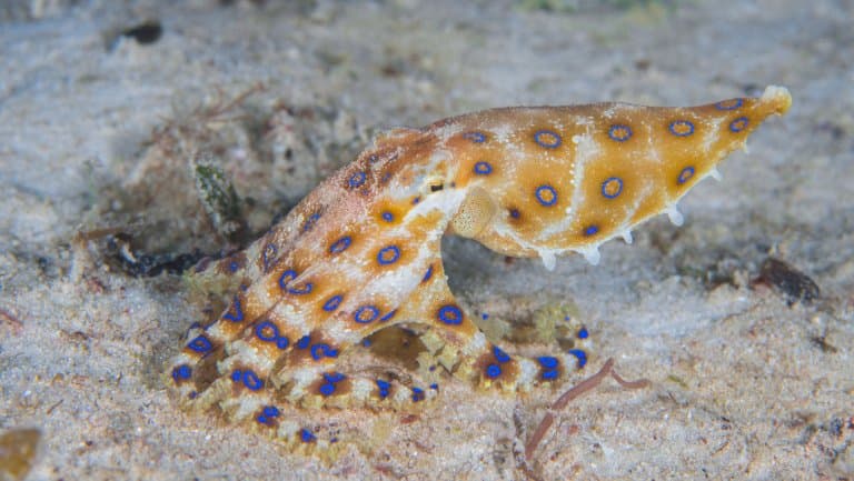 Blue-Ringed Octopus Facts