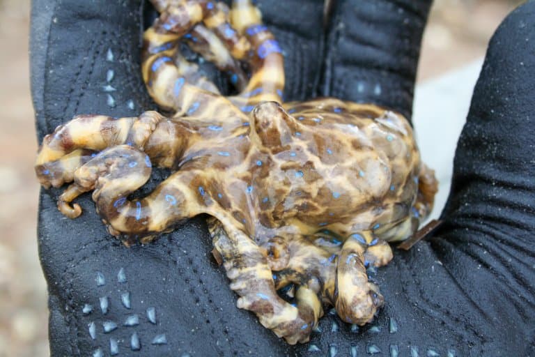 Blue-Ringed Octopus held in divers glove