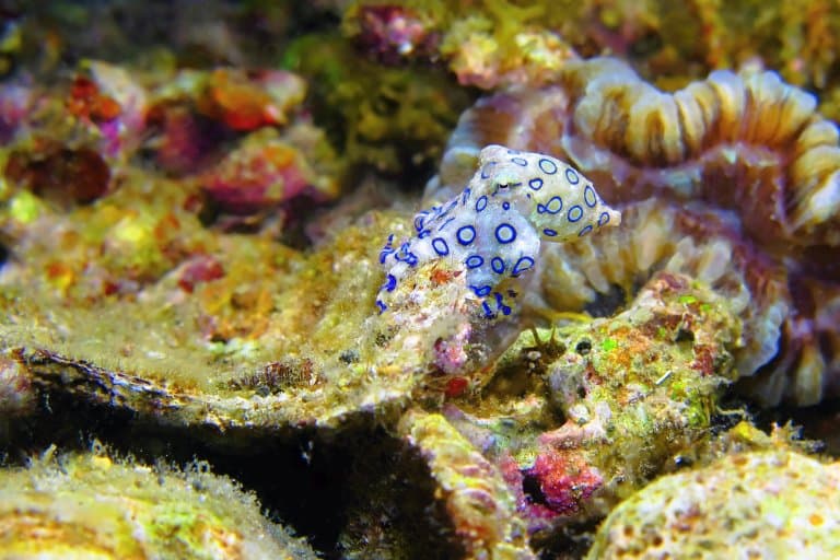 Blue-Ringed Octopus ring patterns