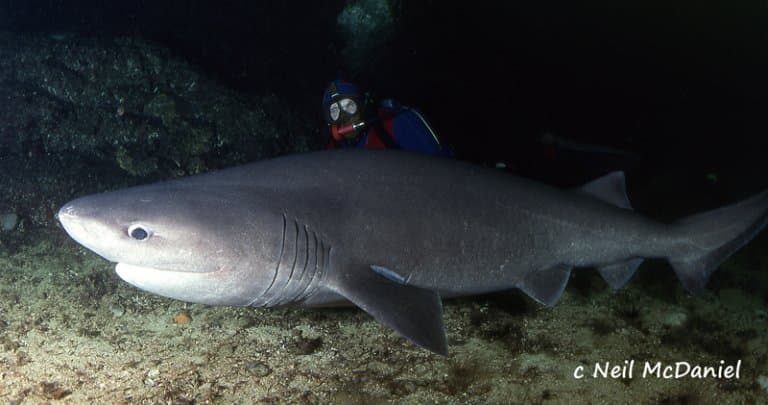 bluntnose sixgill shark with diver