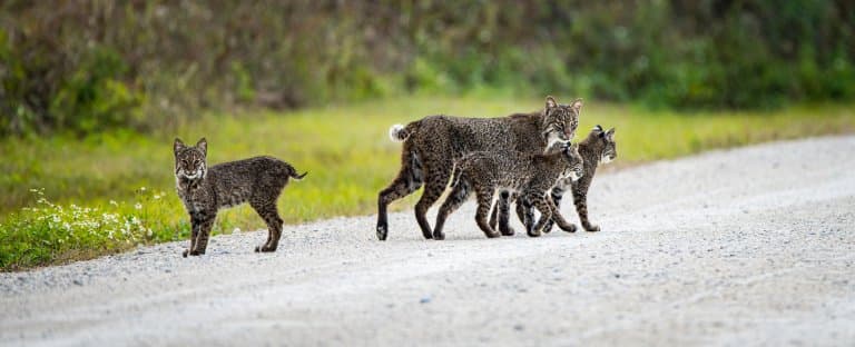 Bobcat mother and kittens