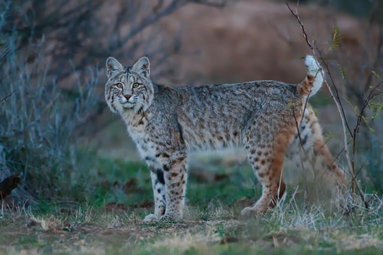 12 Fascinating Bobcat Facts Fact Animal 12 Fascinating Bobcat Facts Fact Animal