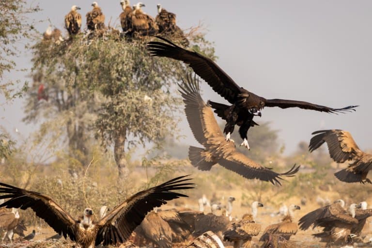 Cinereous Vulture group
