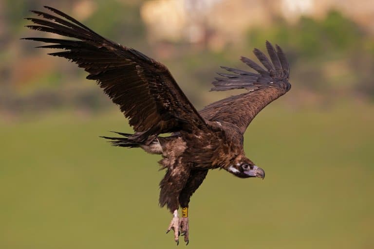 Cinereous Vulture Facts