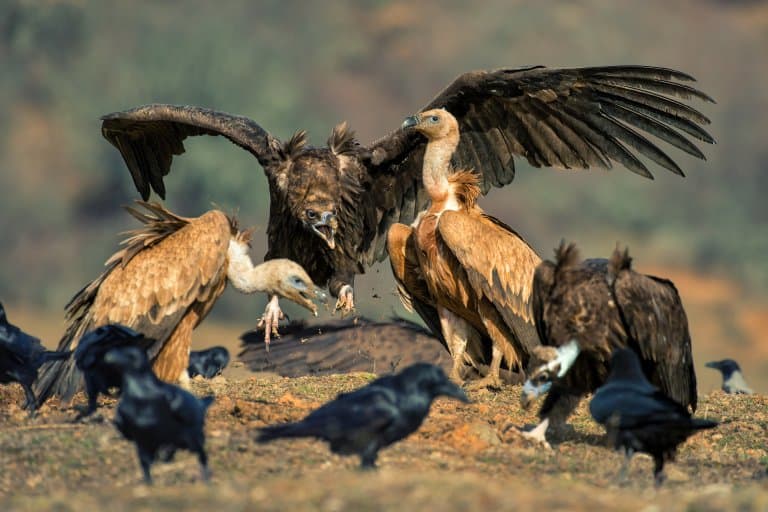 Cinereous Vulture congregation around a carcass