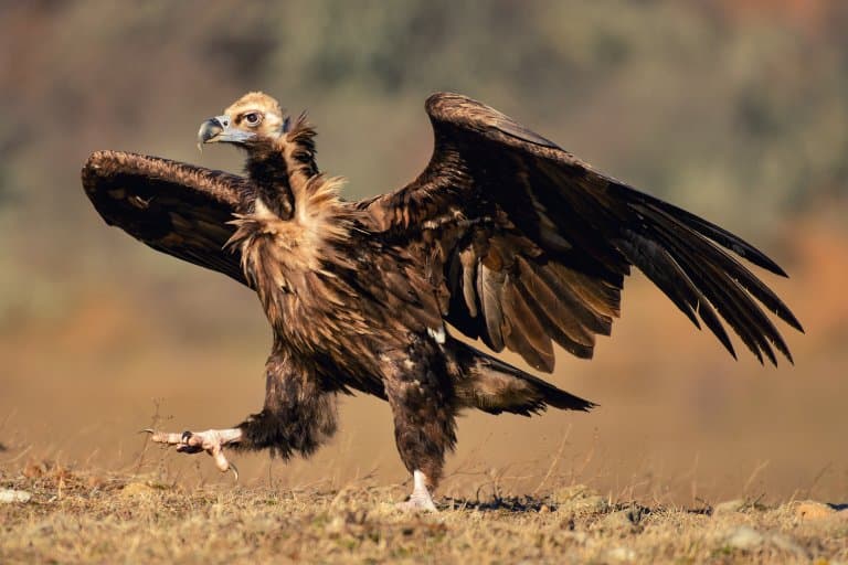 Cinereous Vulture