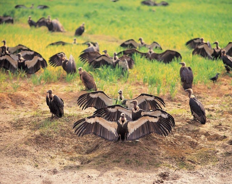 cinereous vulture