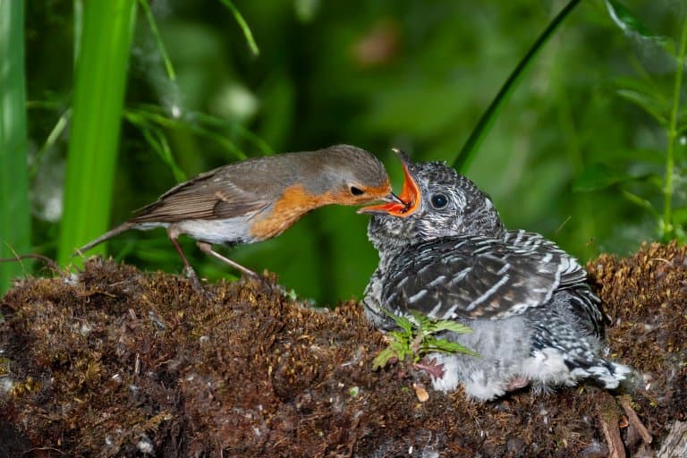 Common cuckoo, fed by his adoptive mother - a red robin!