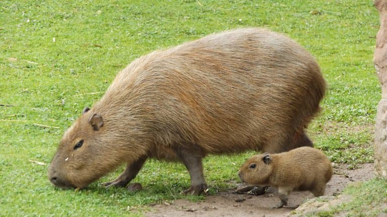 Cute Capybara and baby
