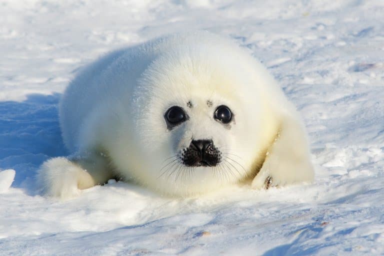 Cute Harp Seal