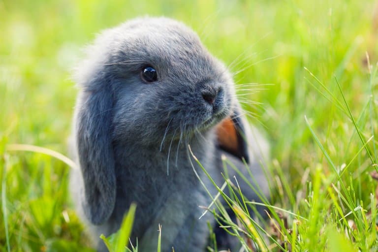 Cute Lop Rabbit