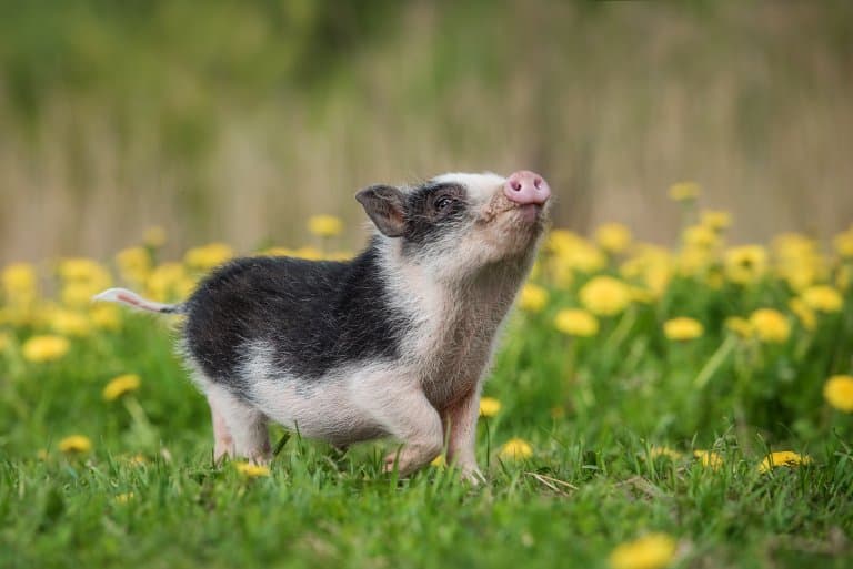 Super cute mini pig