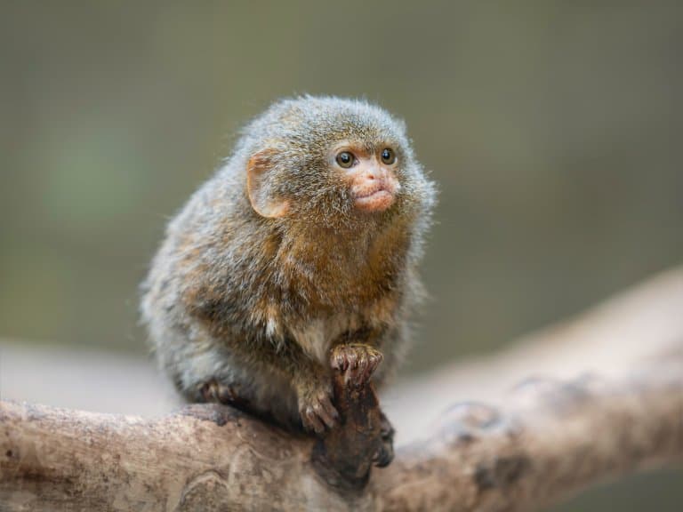 Cute and fluffy Pygmy Marmoset