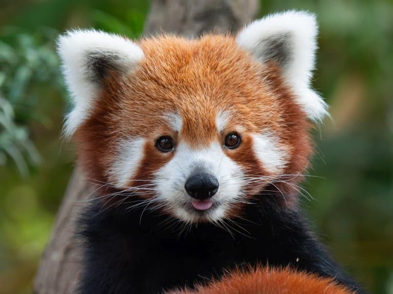 Cute and fluffy red panda