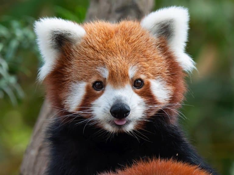Types Of Animals Cute