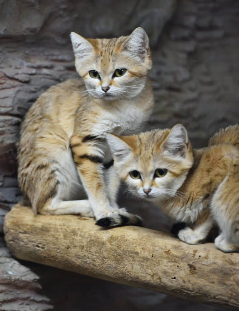 Baby Chinese Desert Cat