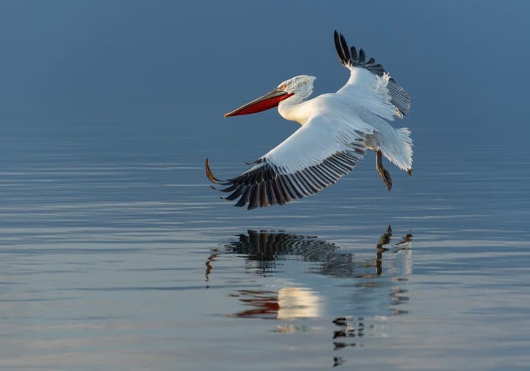 Dalmatian Pelican Facts