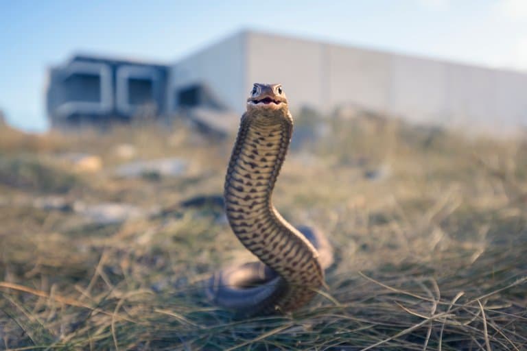 eastern brown snake striking position