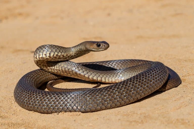 eastern brown snake coiling