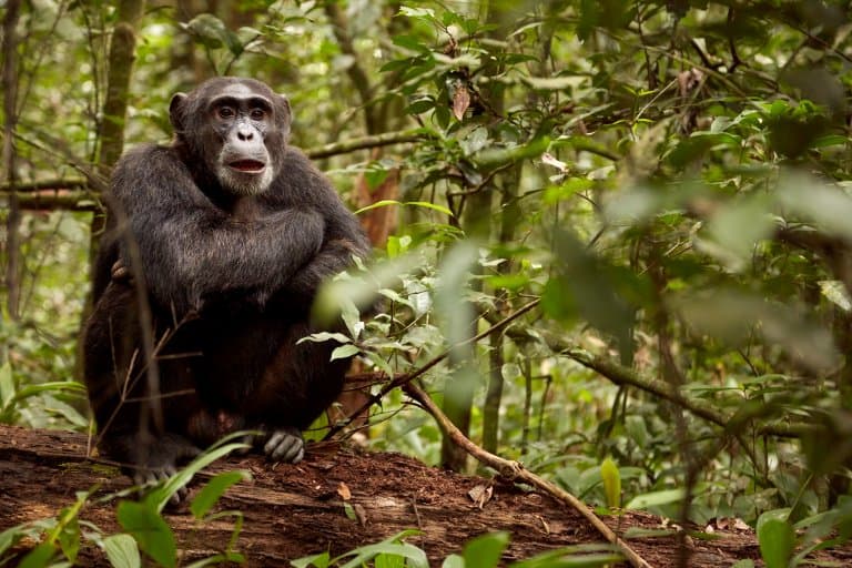 A Bondo ape, also known as the Eastern Chimpanzee