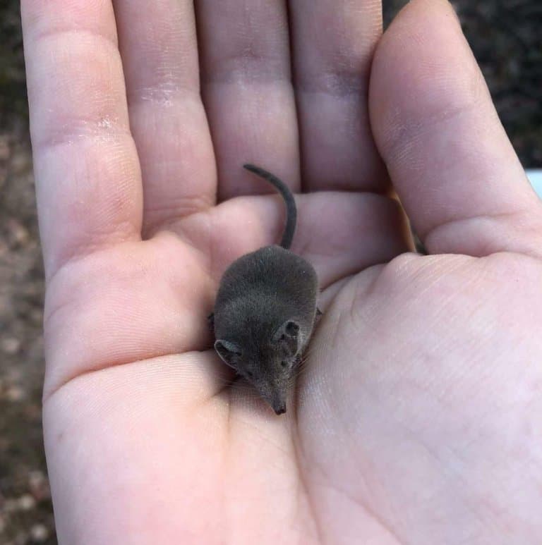 Etruscan Shrew, the smallest mammal in the world