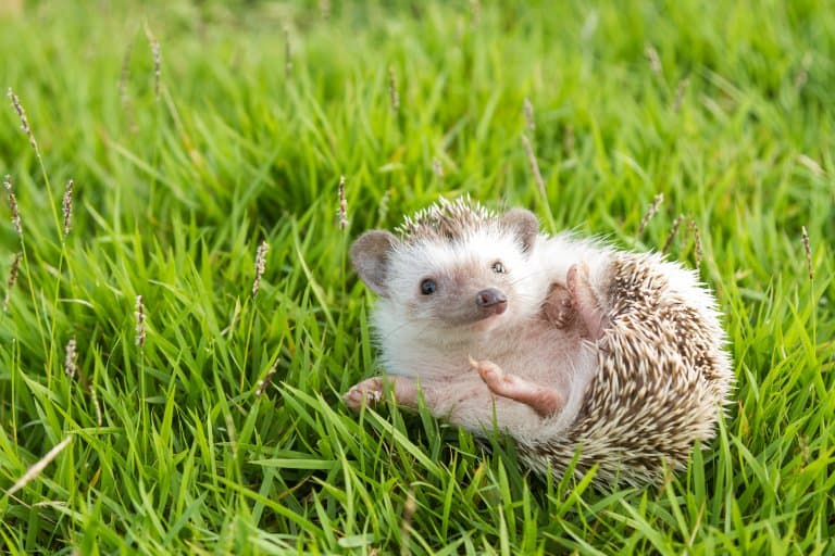 Four-toed hedgehog