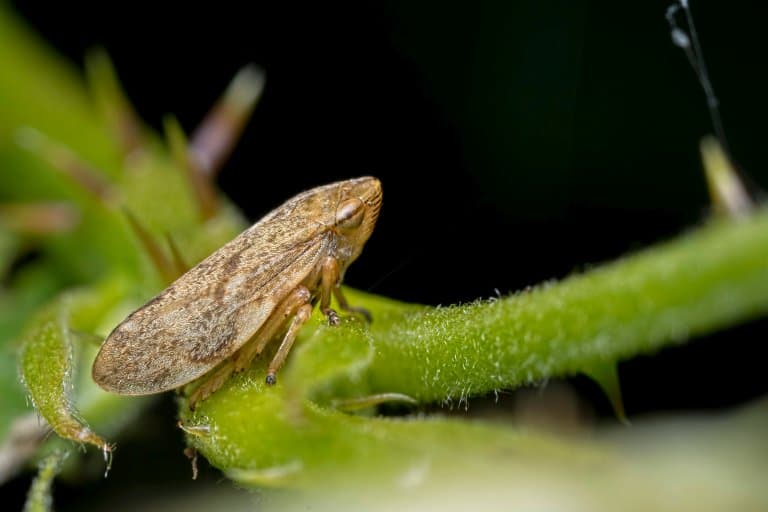 Froghopper, the highest jumping insect in the world
