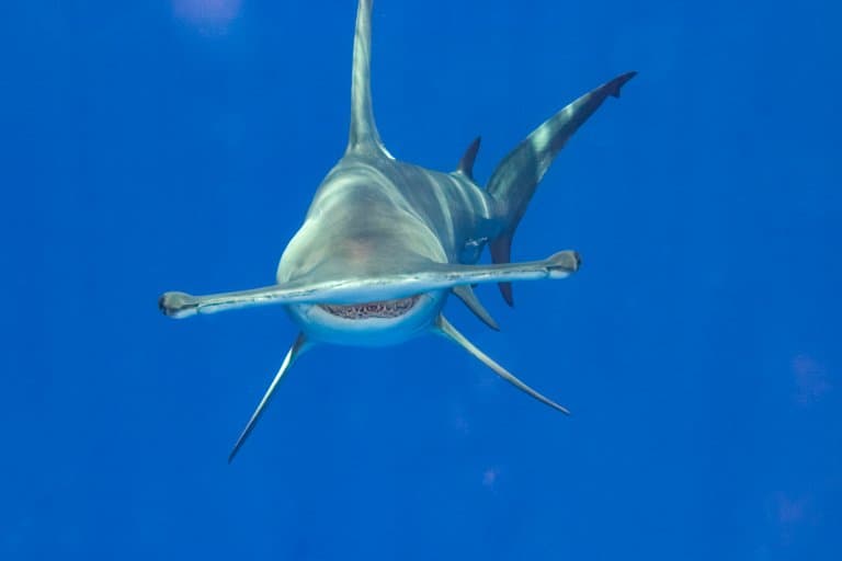 Great Hammerhead Shark cephalofoil