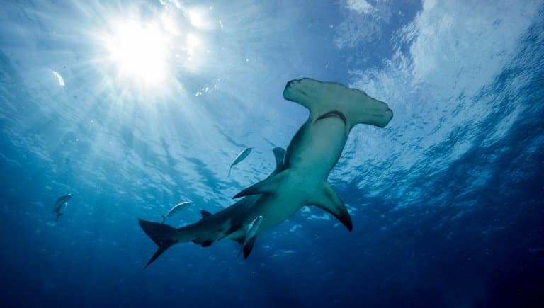 Great Hammerhead Shark Facts