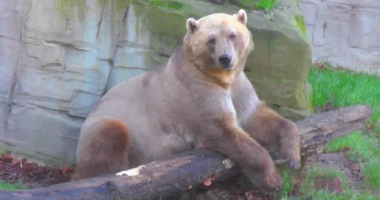 9 Grolar Bear Facts (Aka 'Pizzly Bear') - Fact Animal