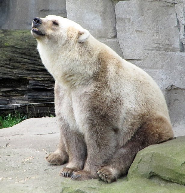 Grolar Bear at Zoo Osnabrück in Deutschland