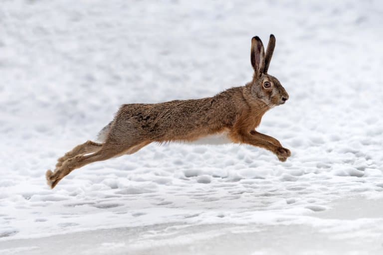 The 10 Highest Jumping Animals In The World - Fact Animal