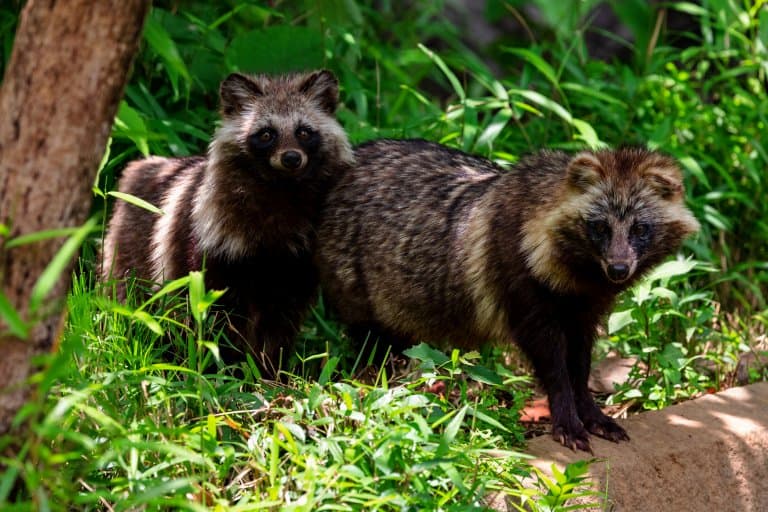 are japanese raccoon dog endangered