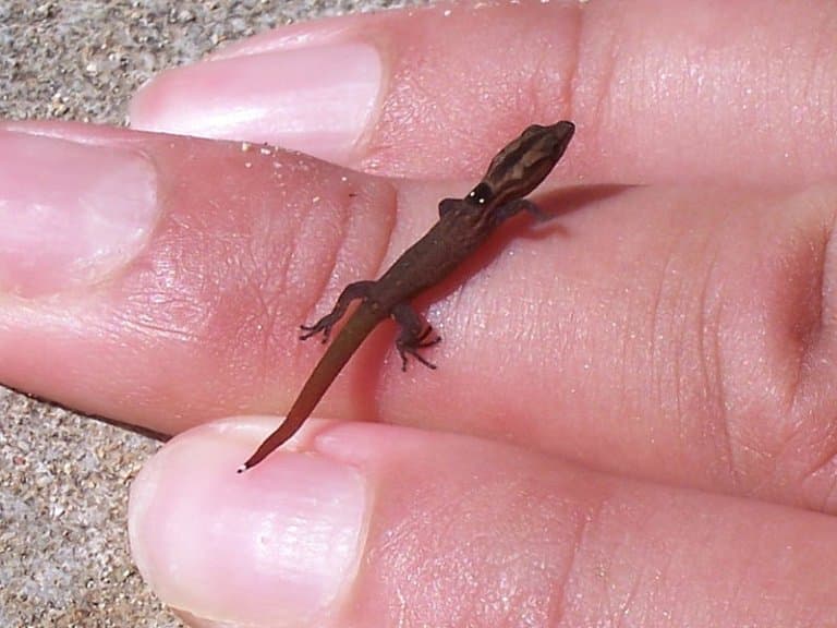 Jaragua dwarf gecko, the worlds smallest lizard and reptile