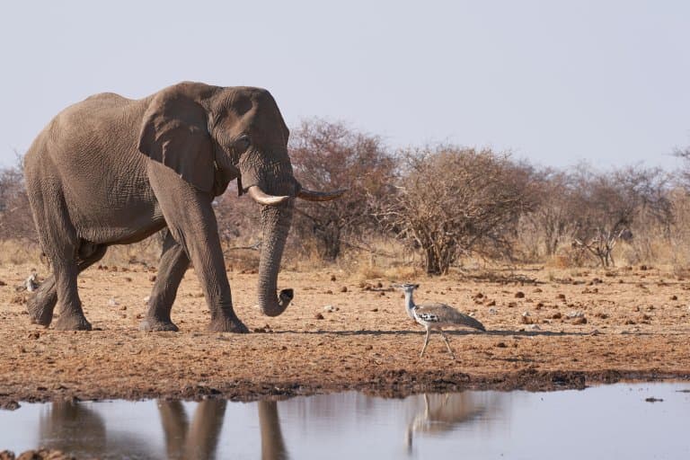 Kori Bustard and elephant
