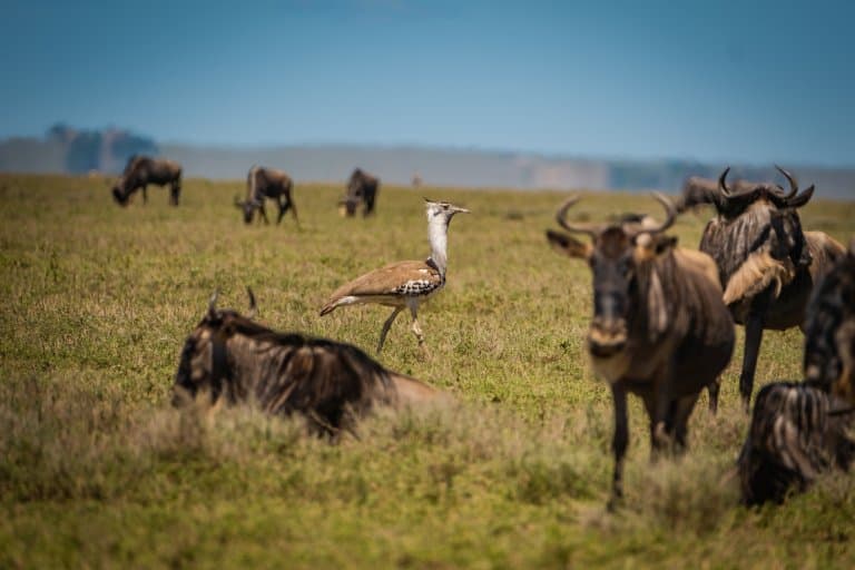 Kori Bustard walking near wildebeest