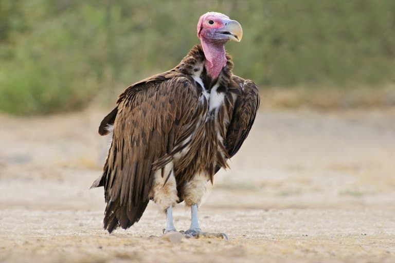 Lappet Faced Vulture