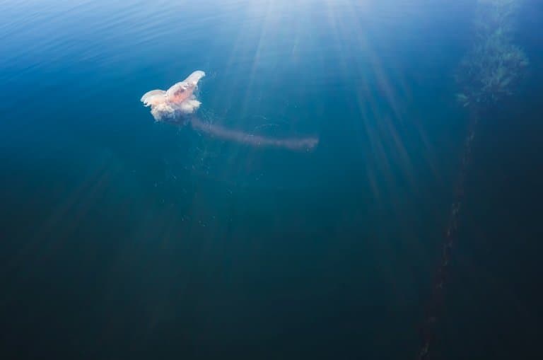 Lion’s Mane Jellyfish floating at sea