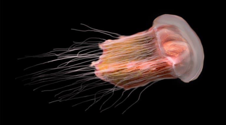 Lion’s Mane Jellyfish glowing in the dark