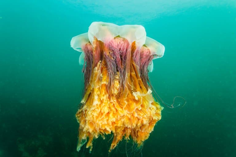 Lion’s Mane Jellyfish